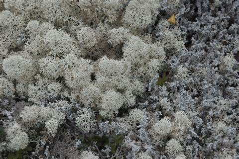 arctic caribou moss